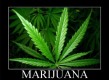 /archive/images/series-MarijuanaLeafonBlackinFrame.jpg