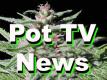 /archive/images/1133shows-potTVbudxmas.jpg
