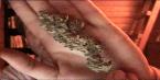 /archive/images/1174shows-bud.jpg