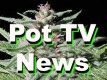 /archive/images/1234shows-potTVbudxmas.jpg