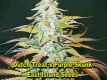 /archive/images/1741shows-mm-grow-7-2.jpg
