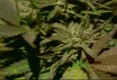 /archive/images/1835shows-mm2.jpg