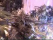 /archive/images/2372shows-islandgrow.jpg