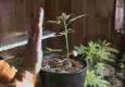 /archive/images/309-grow2.jpg