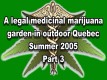 /archive/images/4257shows-quebecmedpotpart2.JPG