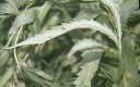 /archive/images/4332shows-8-30-06potplantsa.jpg