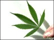 /archive/images/4474shows-cannabis203.jpg