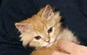 /archive/images/4701shows-Kitten.JPG