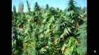 /archive/images/4899shows-cali.jpg