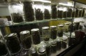 /archive/images/5215shows-medical-marijuana-californiajpg-017ec3d68a53cad5_large.jpg