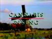 /archive/images/524-canarising.jpg