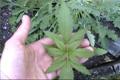 /archive/images/800-leaf.jpg