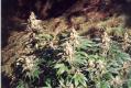 #1002 Skunk X Jamaican (In/Out)