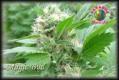 #1011 Magic Bud