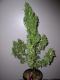#1076 Romulan x Island Sweet Skunk