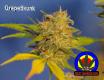 #1077 Grapeskunk