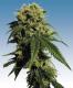 #1181 MK - Ultra