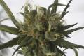 #1188 Grapefruit Haze