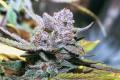 #1277 Blueberry NL