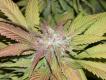 #140 Brenda Skunk x Mighty Mite