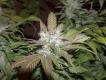 #146 Aghani #1 x Hash Plant