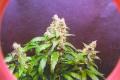 #288 Skunk Indica