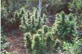 #288 Skunk Indica