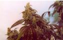#290 Colombian Gold