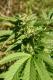 #303 Mighty Mite x Super Skunk