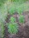 #370 Early Sativa