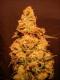 #372 Dutch Treat x NL