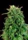 #376 Maple Leaf Indica