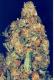 #395 Dutch Treat