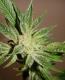 #406 White Russian