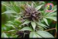 #526 Sweet Purple