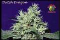 #528 Dutch Dragon