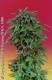 #58 Durban Poison