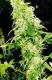 #626 Big Bud
