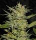 #708 Heavy Duty Fruity