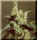 #760 Silver Haze