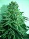 #827 Dutch Treat x Purple Skunk