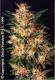 #84 White Widow