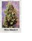 #889 Ultra Skunk