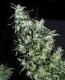 #896 Haze Special