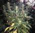 #190 Big Bud