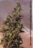 #199 Hindu Kush
