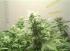 #188 Super Skunk
